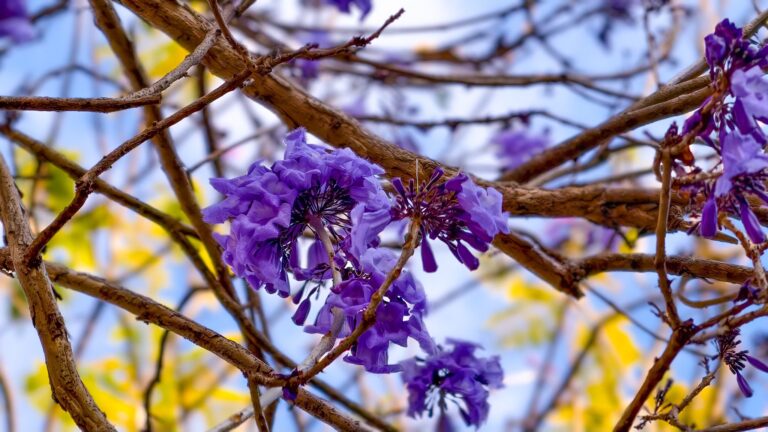 ภาพดอกไม้ในวิทยาขต (ศรีตรัง)