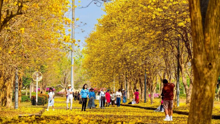 ต้นไม้ภายในวิทยาเขต (เหลืองอินเดีย)